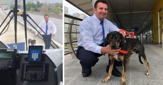 Cover Conductor de autobús se detuvo en la carretera para rescatar a un perrito