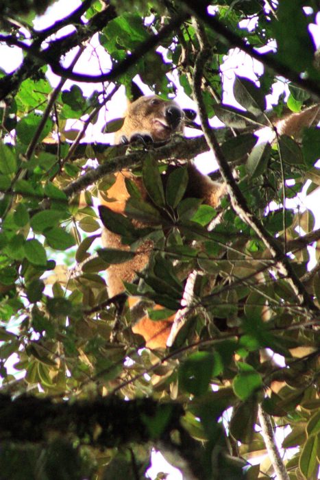 canguros de los árboles viven