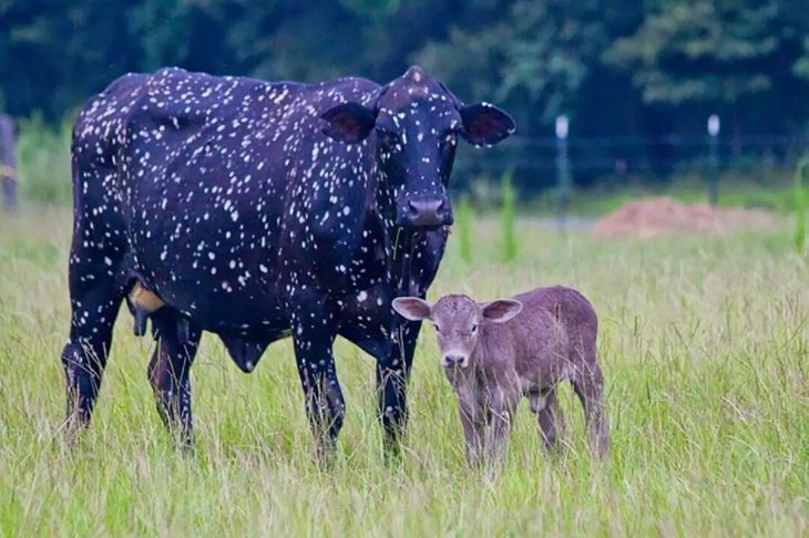 vaca que parece estrellas 