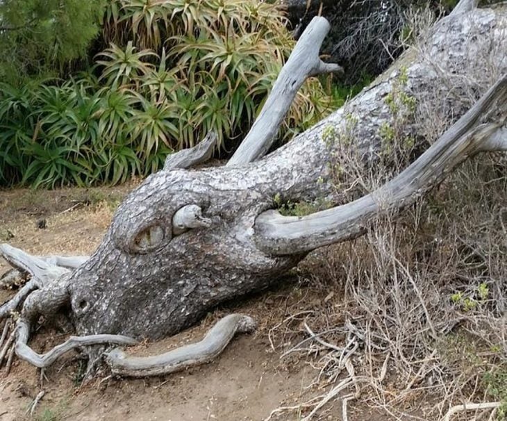 raíz de árbol que parece un dragón 