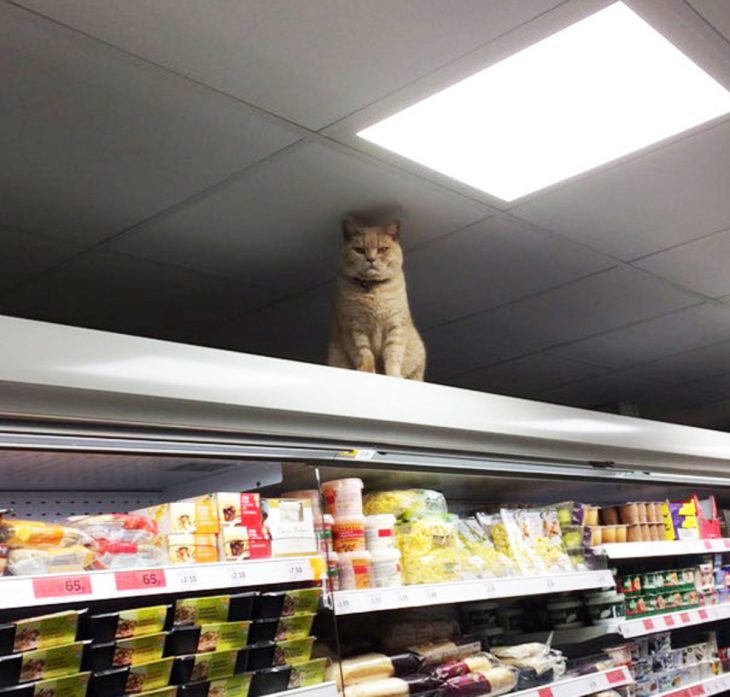 El supermercado es un universo bizzarro