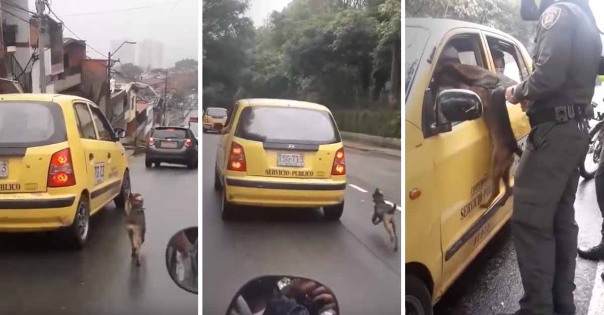 Resultado de imagen de Perro persigue al taxi donde su dueña huÃa después de abandonarlo
