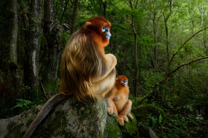 fotografías mundo salvaje