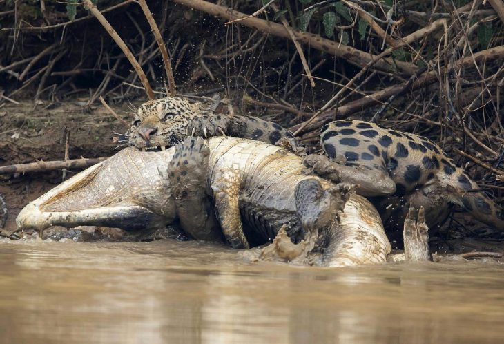 fotografías mundo salvaje