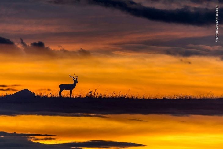 fotografías mundo salvaje