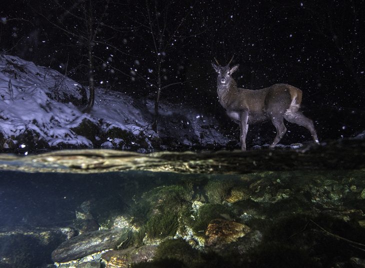 fotografías mundo salvaje