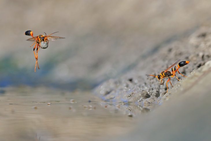 fotografías mundo salvaje