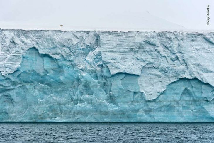 fotografías mundo salvaje