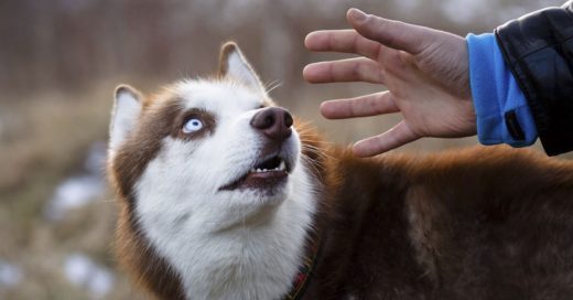 Cover Estudio confirma que los perros saben quien es buena y mala persona