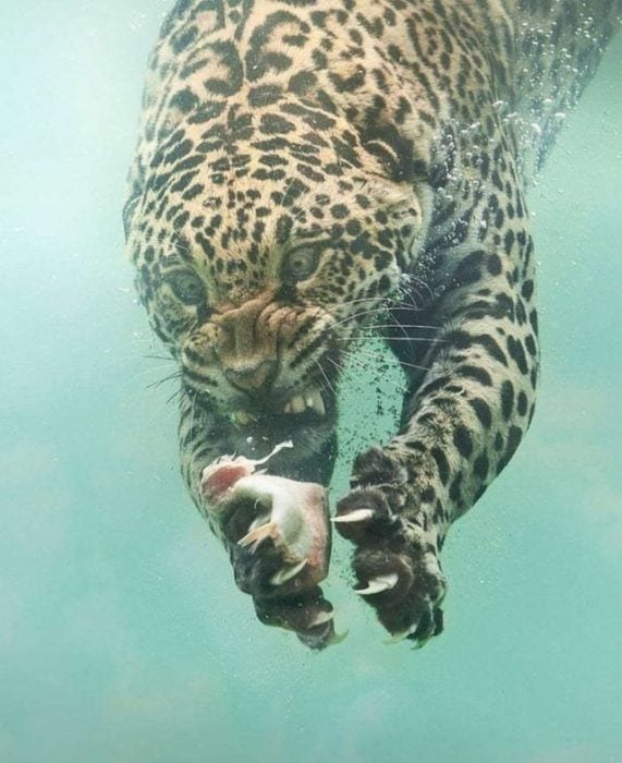 leopardo bajo el agua 