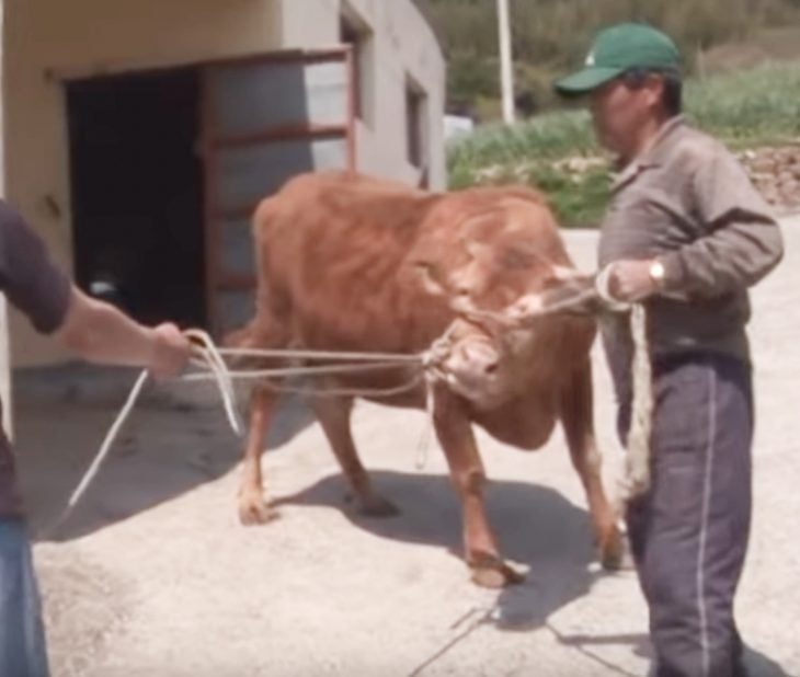 llora cuando venden a la vaca que lo crío