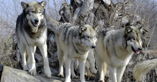 Cover El parque de Cabárceno sacrifica a tiros a todos sus lobos adultos