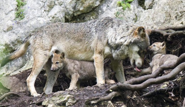 lobos acribillados en españa