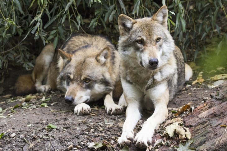 lobos sacrificados