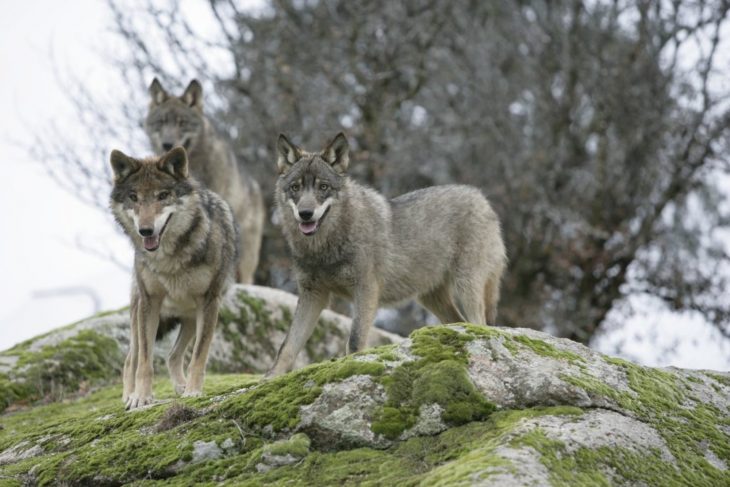 lobos sacrificados