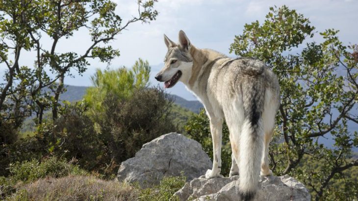 lobos sacrificados