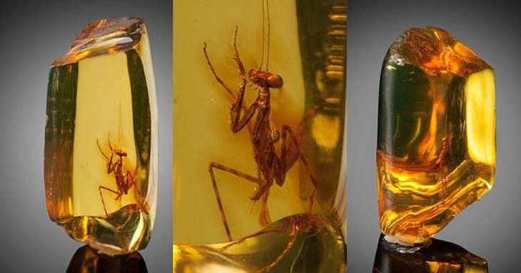 Mantis atrapada en amber desde hace 12 millones de años