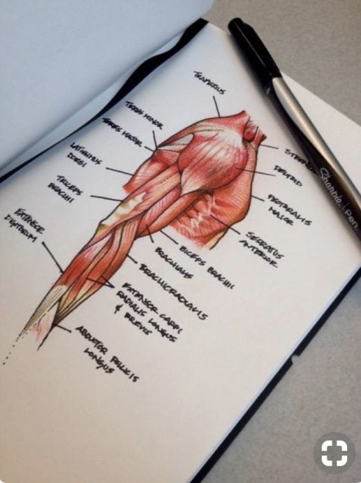 dibujo anatómico 