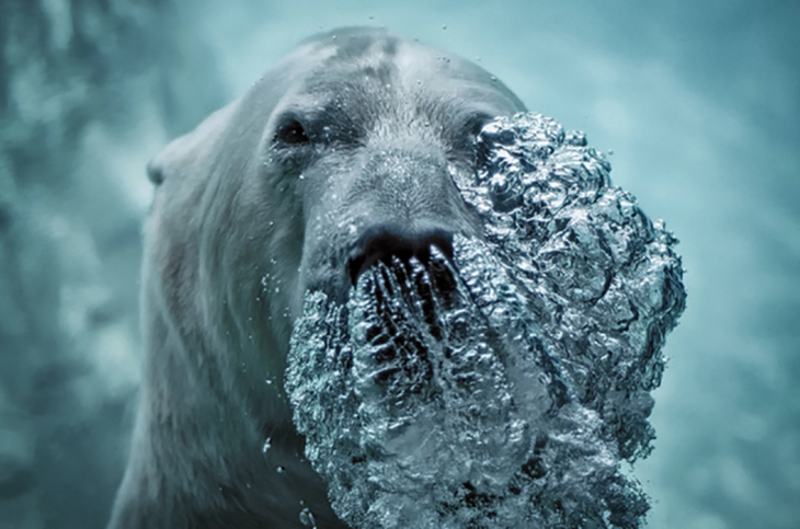 Oso polar exhalando bajo el agua