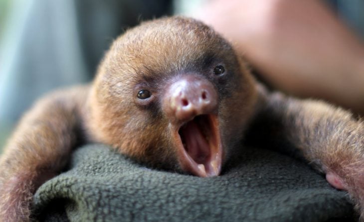 Osos perezosos sloth 