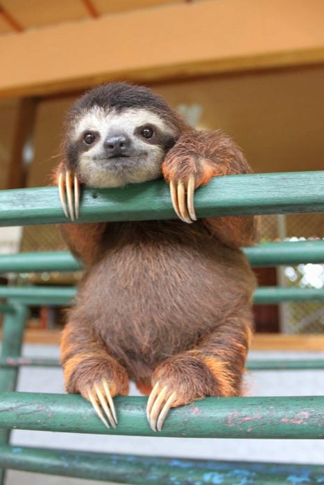 Osos perezosos sloth 