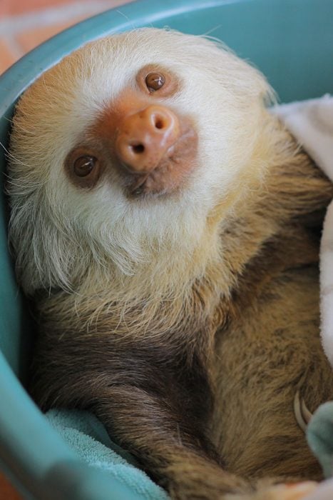 Osos perezosos sloth 