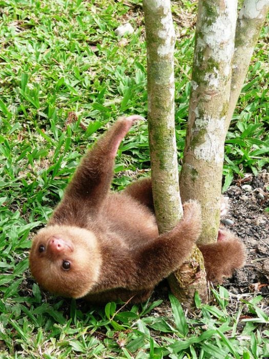 Osos perezosos sloth 