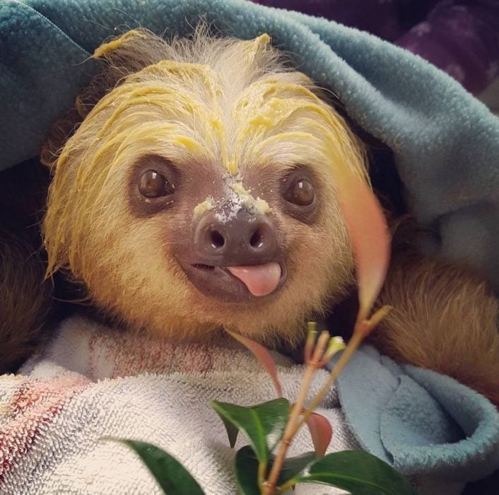 Osos perezosos sloth 