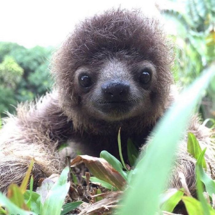 Osos perezosos sloth 
