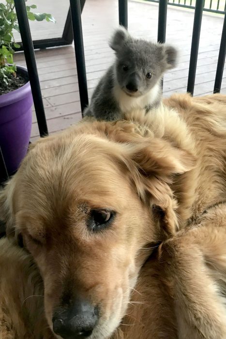 perrita salvó a un koala