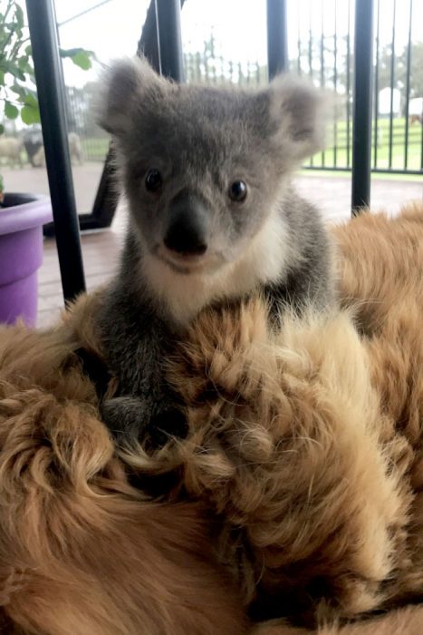 perrita salvó a un koala