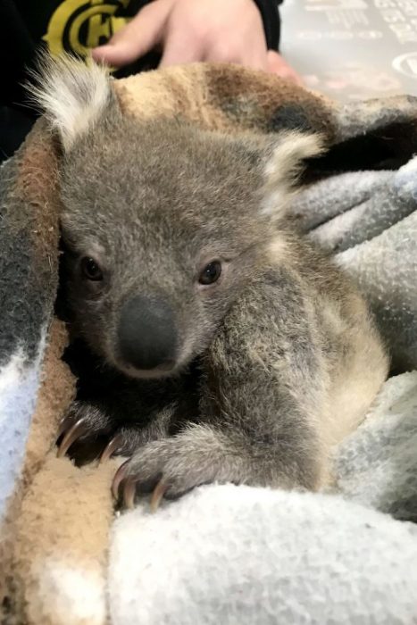 perrita salvó a un koala 