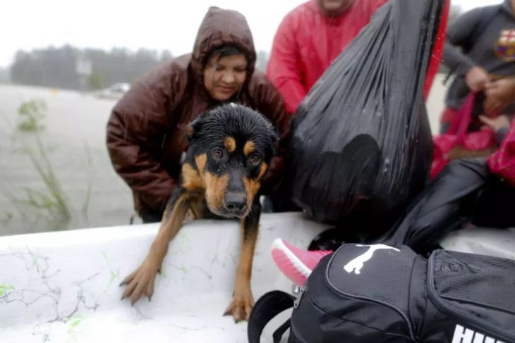 perrito en una tragedia 