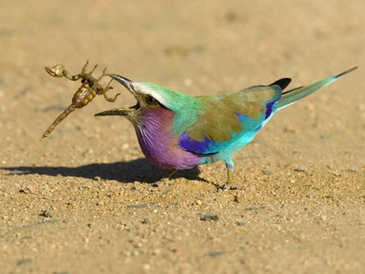  Pájaro vs. escorpión