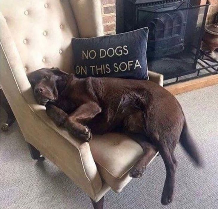 perrito en sofá 