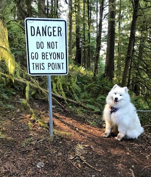 perrito en el bosque 