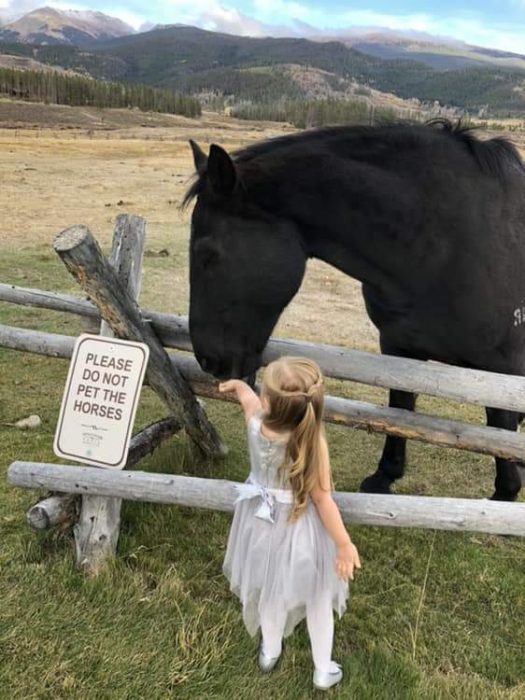 niña dando de comer a un caballo 