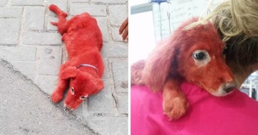 Cover Perro que fue teñido de rojo es rescatado