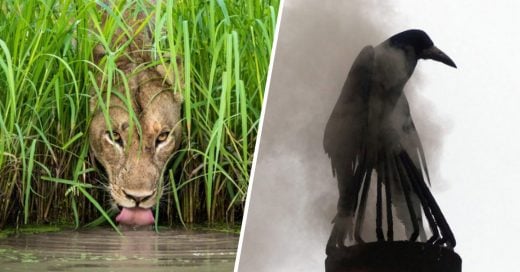 Cover Imágenes que participaron en el increíble concurso "Fotógrafo de la vida silvestre 2018"