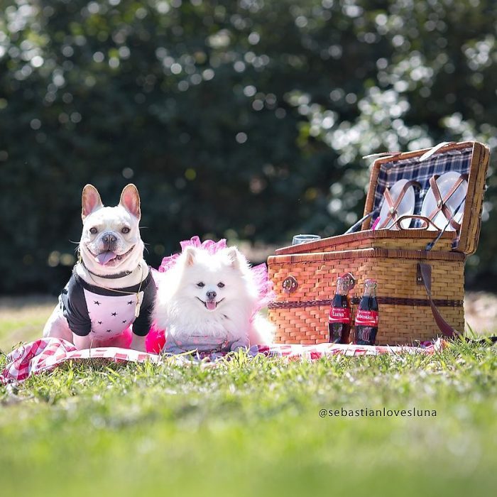 Chihuahua y bull dog luna sebastian