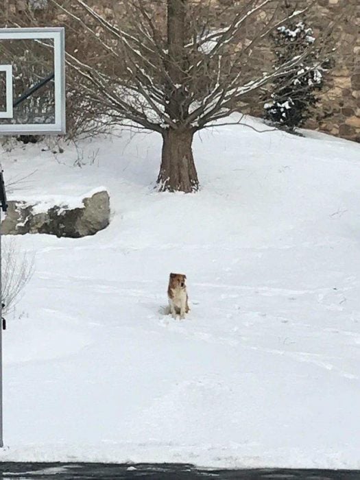 perrita en la nieve 