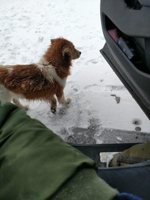 perrita caminando 