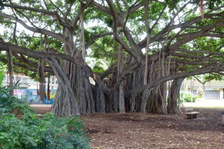 árbol enorme 