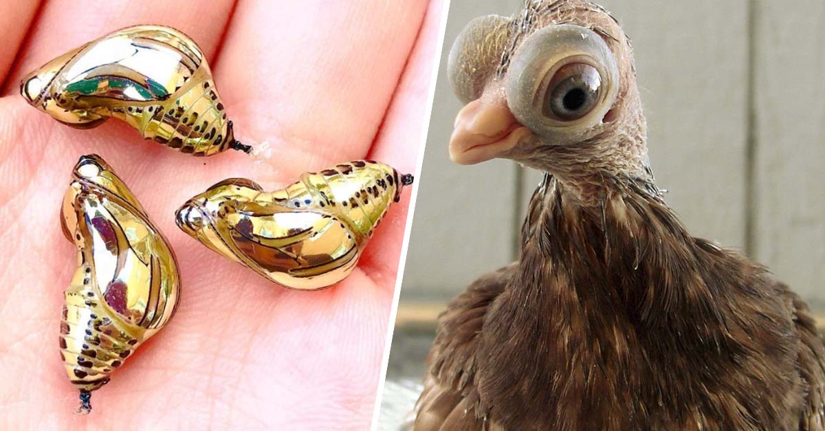 15 Extraños animales que no sabías que existían