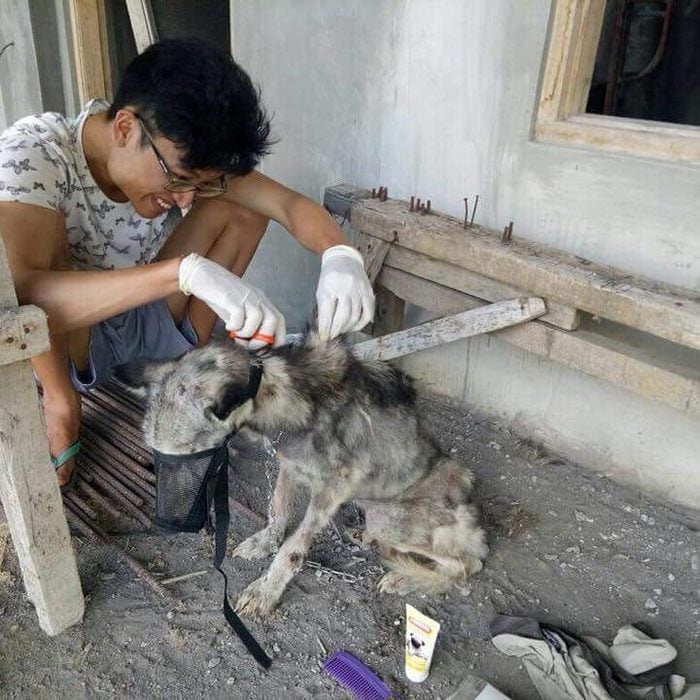 cortando el pelo a un perrito 