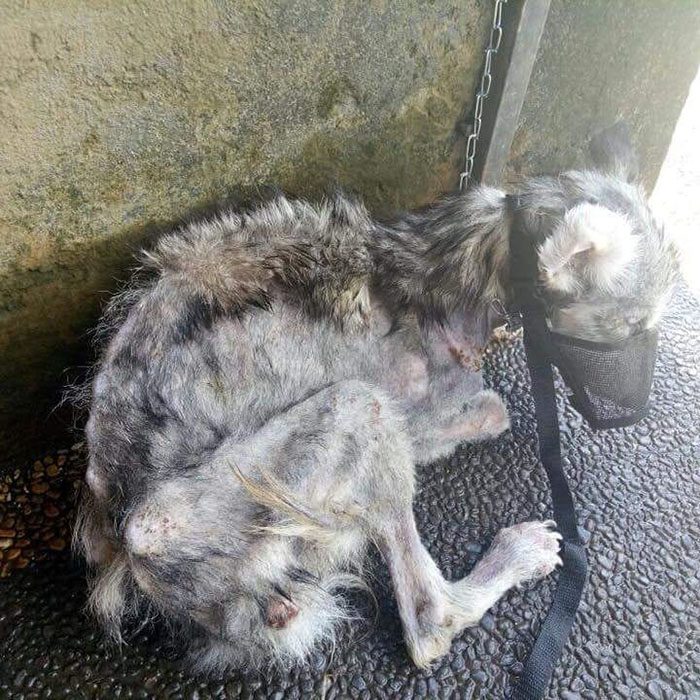 perrito maltratado