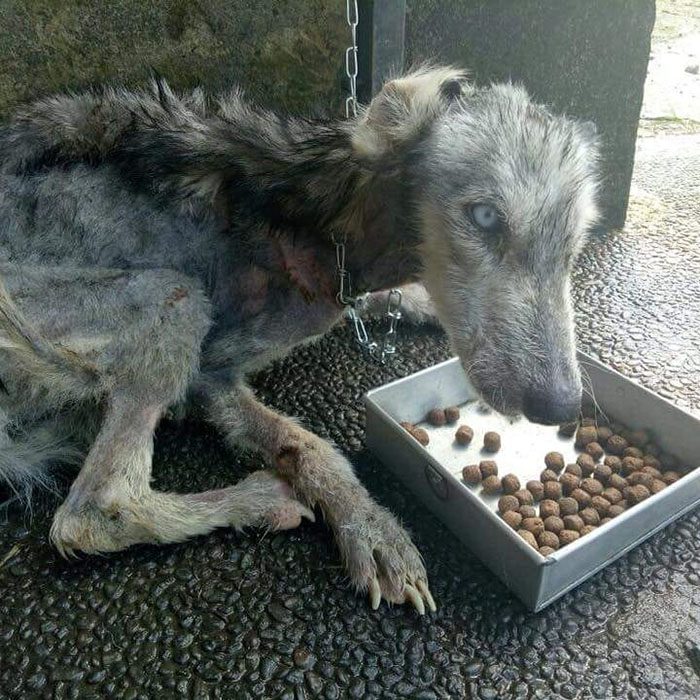 perrito desnutrido