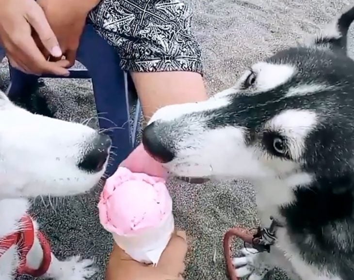 perritos comiendo helado 