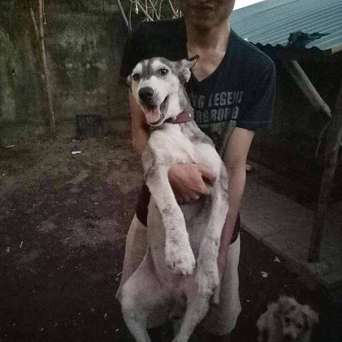 cargando a perrita husky 