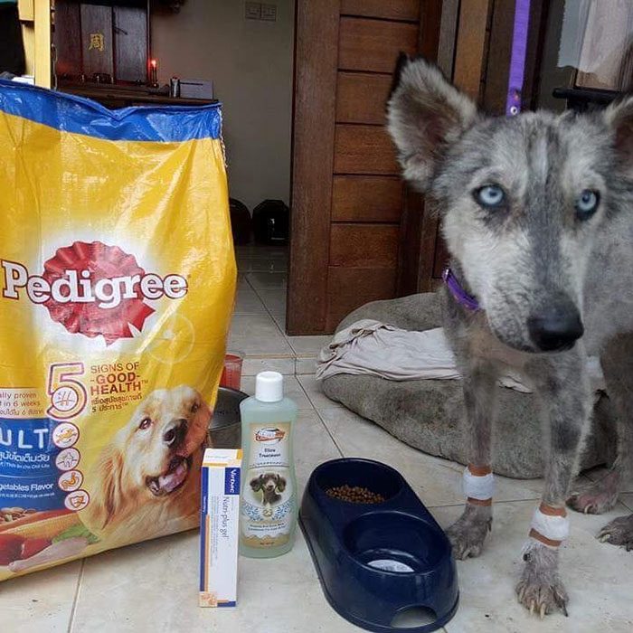 perrita con croquetas pedigree